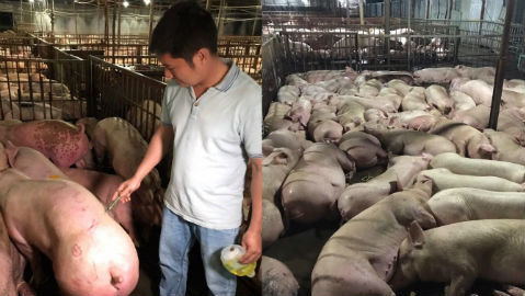 Vụ 3.750 con heo tiêm thuốc: Cảnh cáo Chi cục trưởng Chăn nuôi thú y TP.HCM