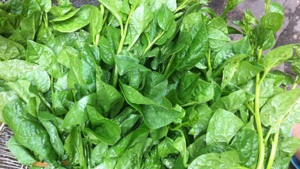 Phát hiện rau trong bếp ăn trường mầm non nhiễm thuốc bảo vệ thực vật