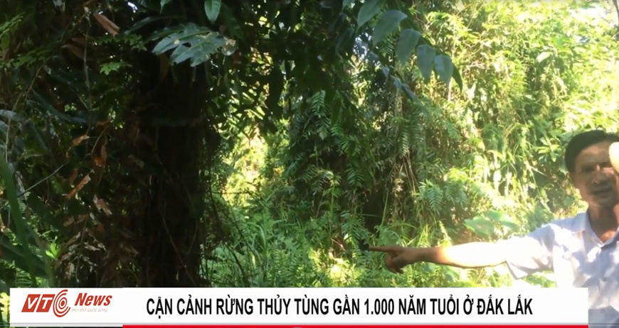 Cây thủy tùng quý hiếm bậc nhất thế giới 1.000 năm tuổi ở Đắk Lắk