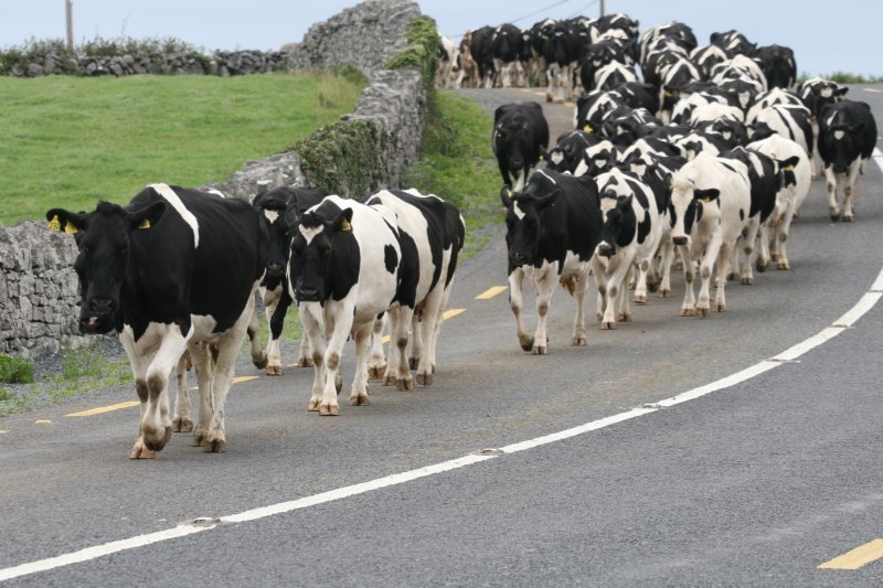 'Until the cows come home' có phải là 'bò về nhà'?