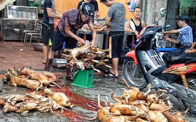 Chuyện đáng sợ ở làng thịt chó lớn nhất Thủ đô