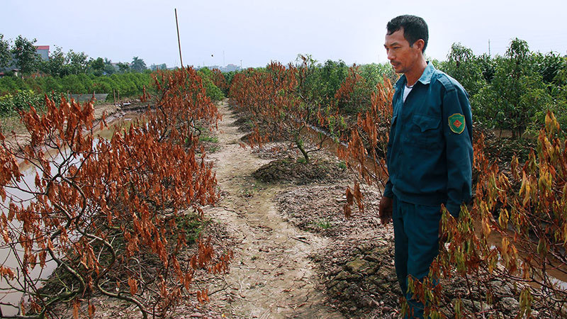 Đau đớn nhìn đào Tết chết khô ở Thái Bình