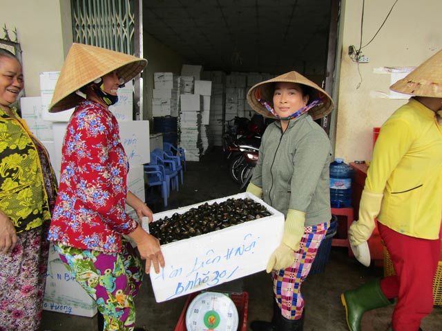 Đưa ốc bươu đi tàu bay, kiếm cả triệu/ngày