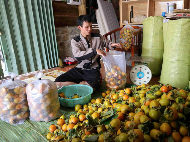 Hồng đặc sản Đà Lạt được mùa rớt giá thê thảm