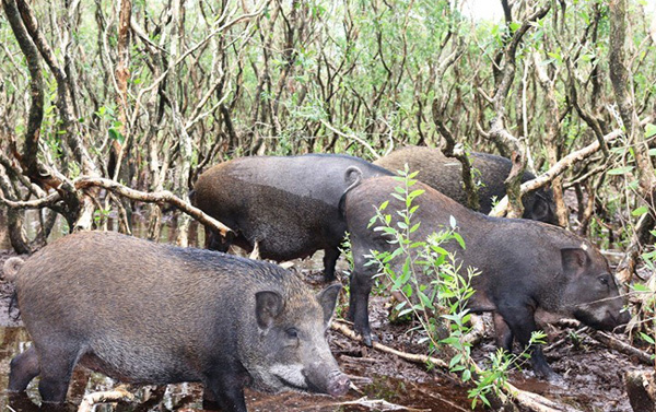 Đàn lợn rừng 100 con tiền tỷ giữa vùng 'đầm lầy sa mạc cát'