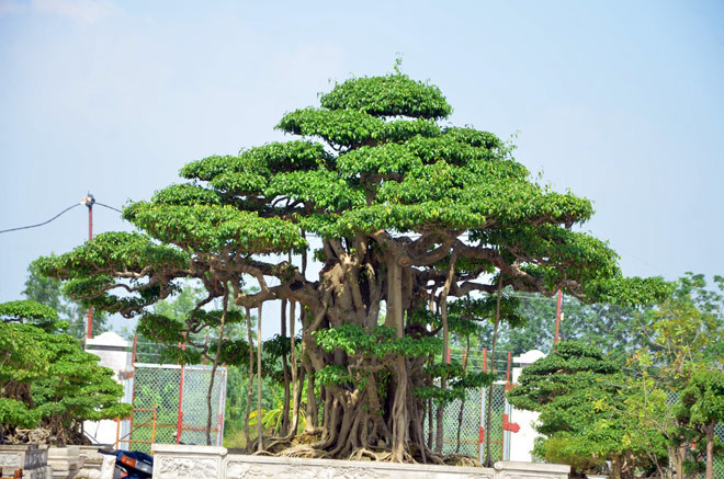 Cận cảnh cặp sanh cổ thụ giá gần 10 tỷ “hút hồn