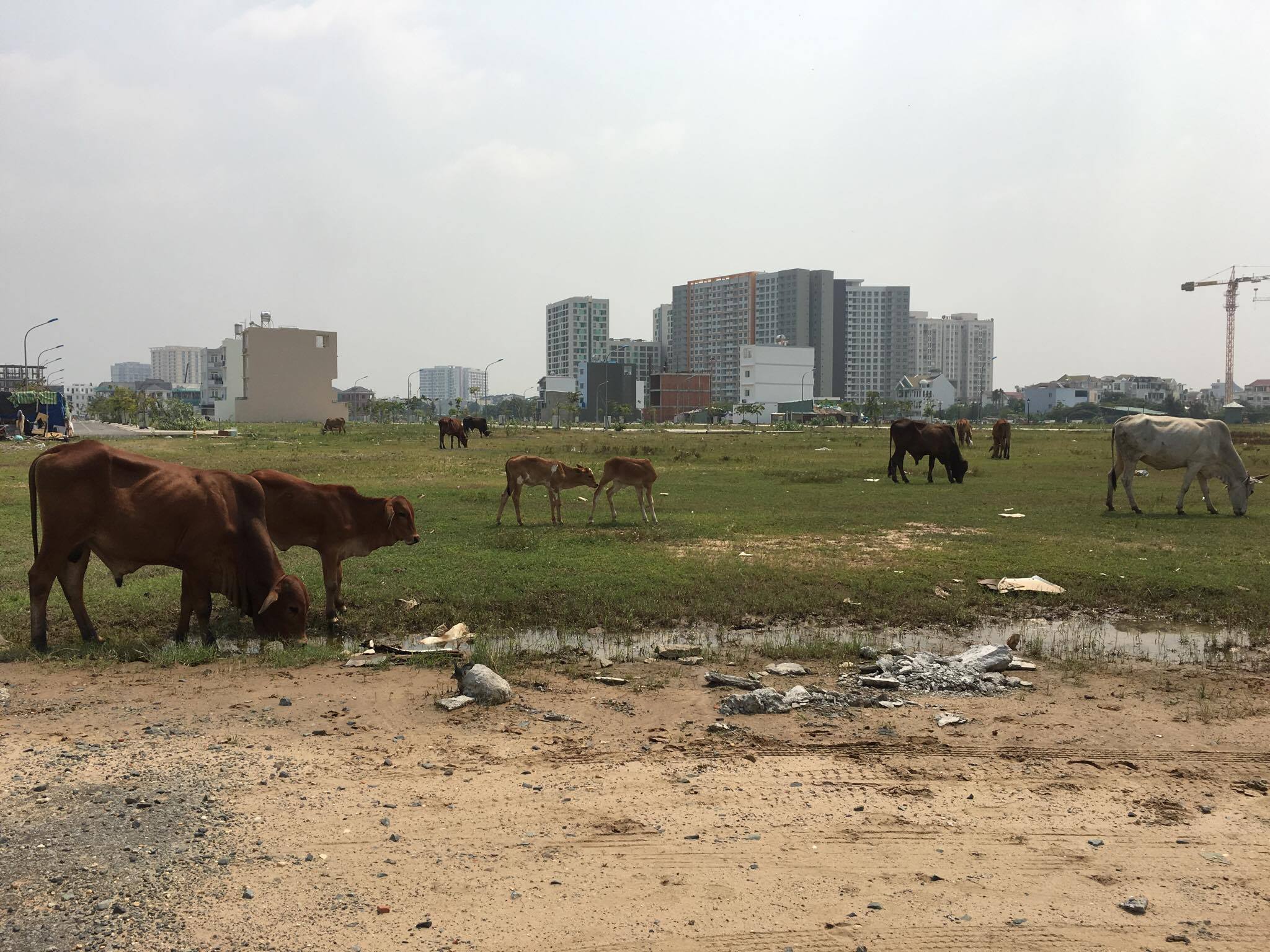 TP.HCM: Thông báo khẩn về tình trạng lừa đảo bán nhà giấy tay