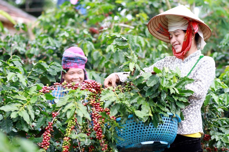 Công bố chỉ dẫn địa lý sản phẩm cà phê Sơn La