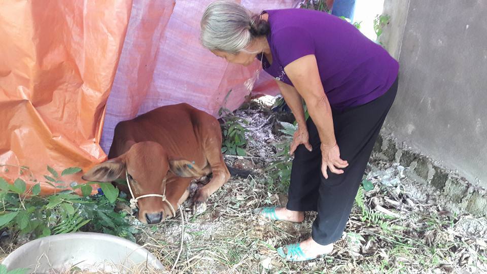 Hà Tĩnh: Cấp bò 'lở mồm long móng' cho dân nghèo