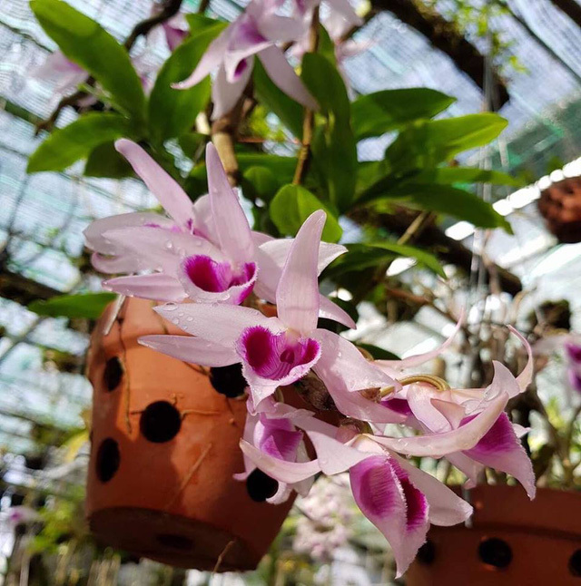 Treo vườn lan rừng 'sang chảnh' vừa làm và chơi cũng kiếm 1,8 tỷ đồng/năm