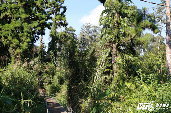 Rừng cây thủy tùng hiếm có Việt Nam: 'Núi tiền' cũng không mua nổi