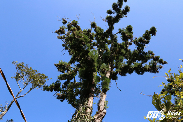 Cận cảnh rừng cây thủy tùng ở Việt Nam có 'núi tiền' cũng không mua nổi