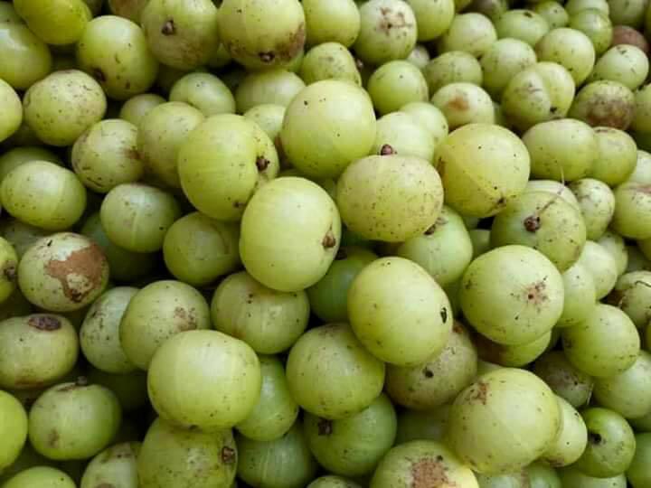 Quả dại Tây Bắc: Chua chát nghẹn cổ, chị em phát cuồng