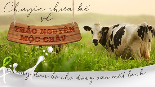 Thảo nguyên xanh, sữa mát lành: Mộc Châu chuyện dài 60 năm