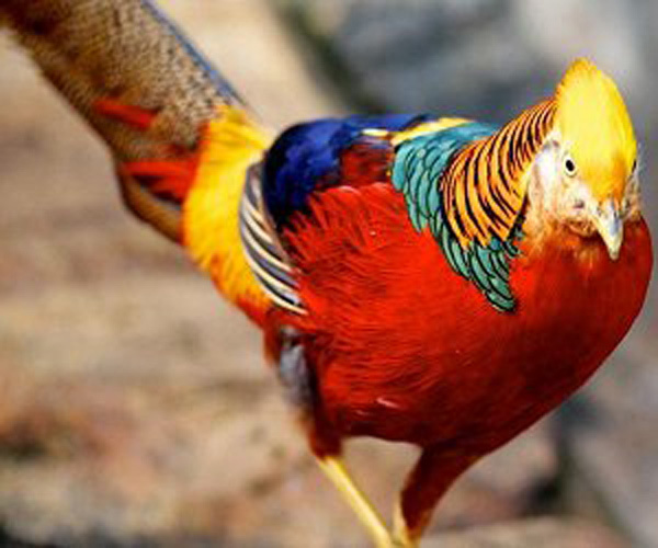 Chiêm ngưỡng đàn chim trĩ 7 màu quý hiếm, giá đắt 'hốt hoảng' ở Hải Dương