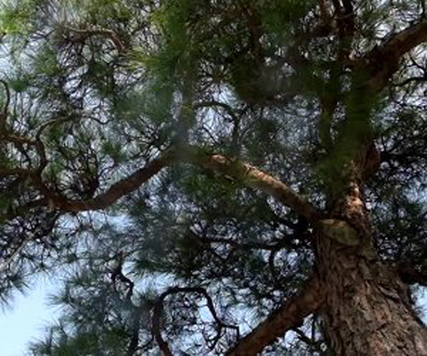 Mục sở thị cây Vạn tùng Côn Sơn Kiếp Bạc 200 năm tuổi, giá bạc tỷ