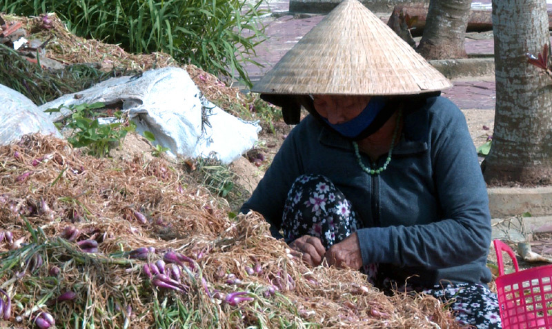 Hành thối rữa, dân Lý Sơn thiệt hại 50 tỷ đồng
