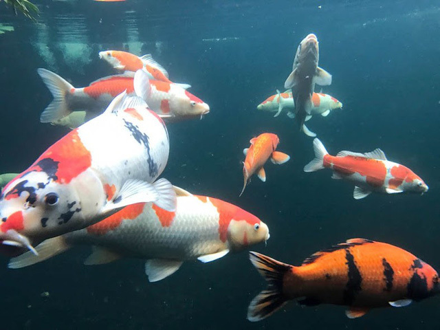 Chiêm ngưỡng hồ cá Koi 'đẹp hiếm có' của dân chơi Hà Nội