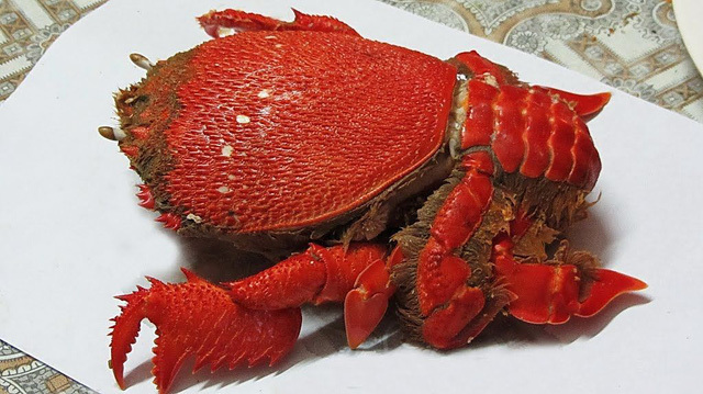 Những đặc sản hiếm có, khó tìm ở Quy Nhơn