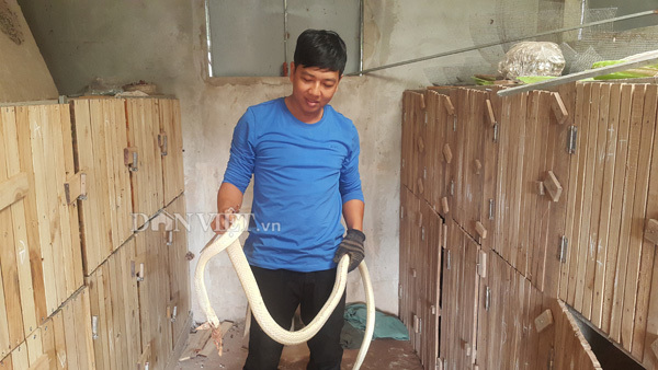 Rắn bạch tạng mắt xanh, lưỡi đỏ: Hàng hiếm giá 100 triệu
