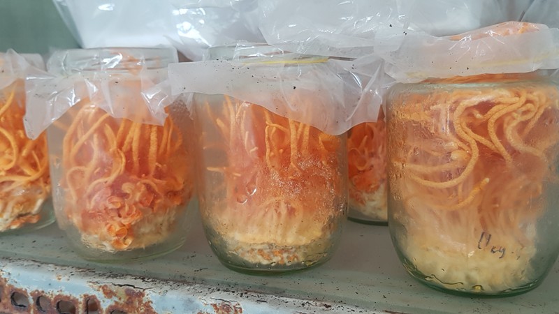 Bí mật ‘phòng Tây Tạng’ đầy đông trùng hạ thảo giữa Hà Nội