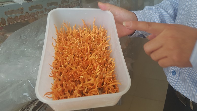 Giấu vợ, cắm sổ đỏ vì mê nuôi đông trùng hạ thảo
