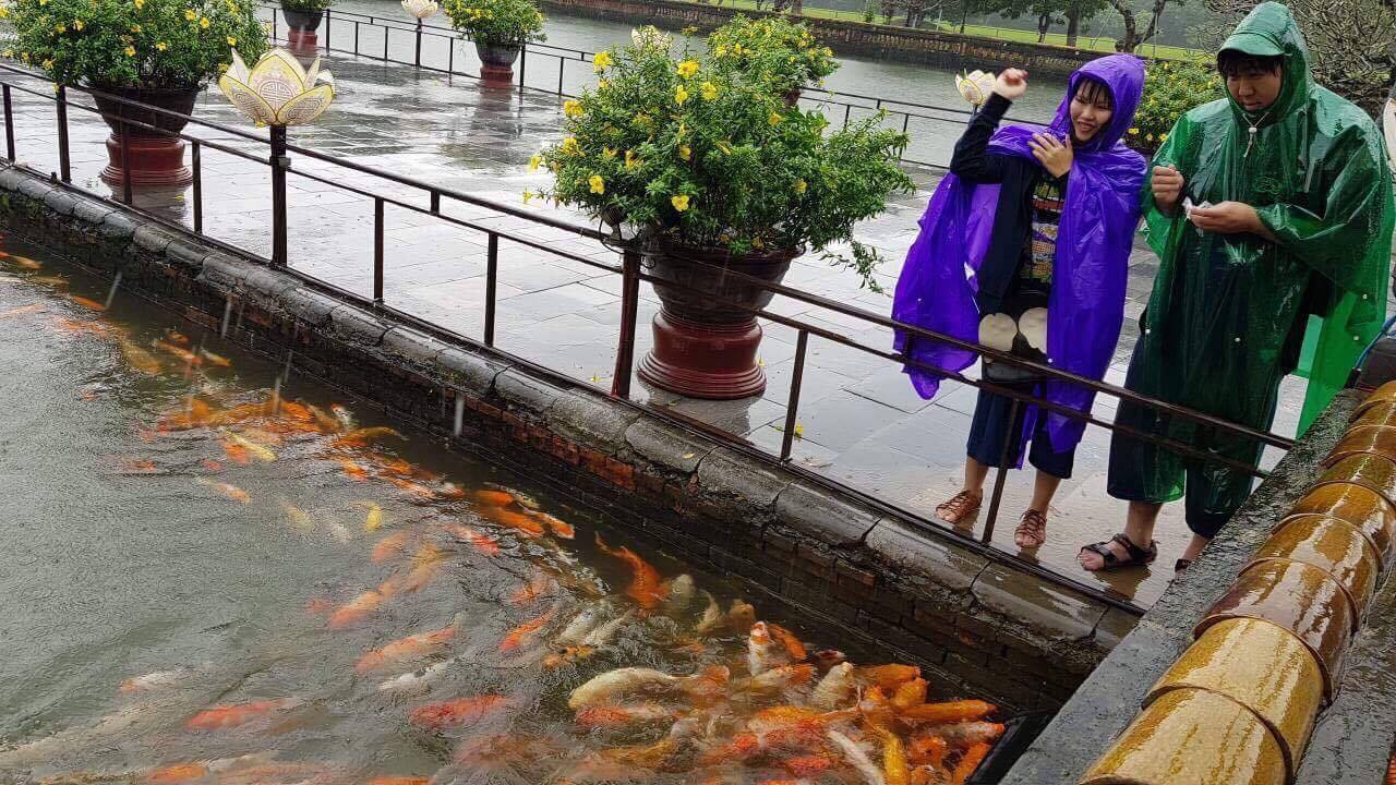 Cá bơi trong thành cổ Huế