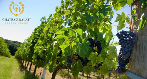 Chateau Dalat- dấu ấn vang Việt ở APEC 2017