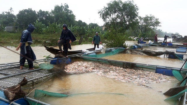 Cảnh sống dở, mếu dở nhìn lũ quật trắng tay