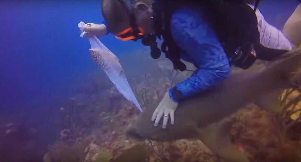 Xem cá nhám giao đấu với thợ lặn