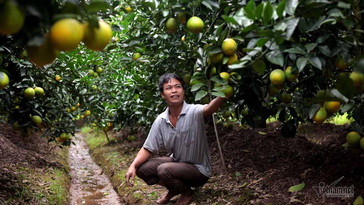 Cả làng phản đối, tỷ phú 'điên rồ' khởi dựng vựa cây 200 tỷ