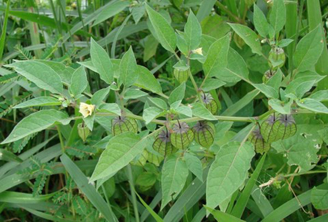 Tầm bóp: Rau dại Việt Nam bỏ hoang, nước ngoài là thần dược