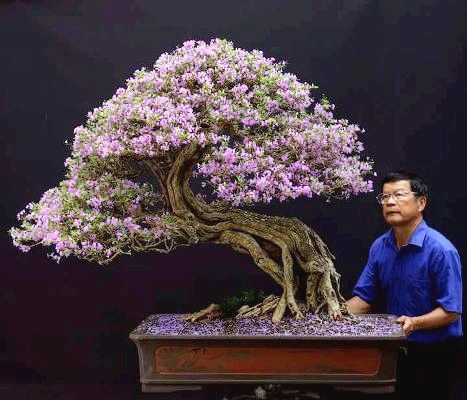 Lão nông Sài Gòn phù phép gốc 'củi' thành cây cảnh nửa tỷ