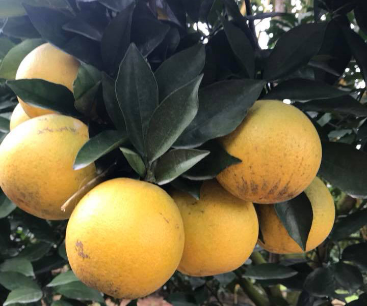 Độc nhất vô nhị: Một cây cam Vinh 'vỡ kế hoạch' có 1.000 quả