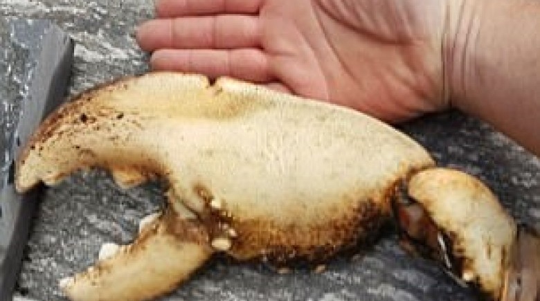 Nhặt được càng tôm hùm to hơn cánh tay người