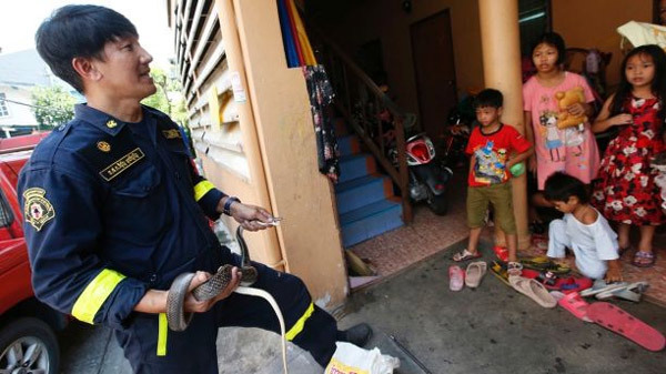 Rắn hoành hành khắp Bangkok