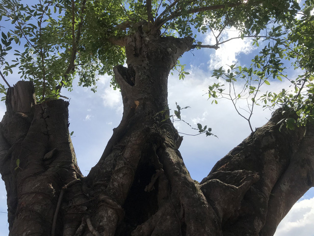 Cây cổ thụ hàng trăm năm tuổi 'biến mất' giữa ban ngày