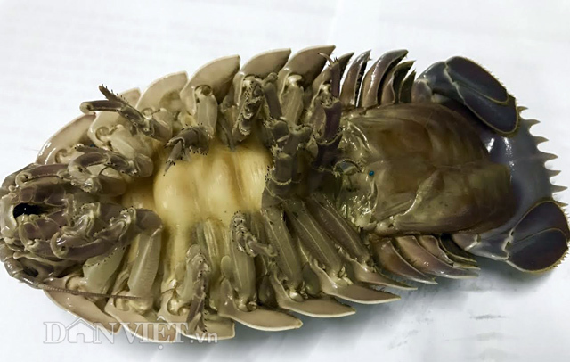 4 loại đặc sản 'siêu độc' hiếm có, khó tìm ở Quy Nhơn