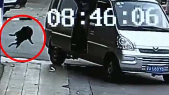 10 clip 'nóng': Màn trộm chó trong 2 giây của cẩu tặc