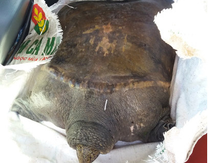 Bắt được con rùa khổng lồ khi thả lưới sau nhà