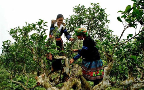 Mở ‘kho báu’ chè cổ thụ, người Mông thoát nghèo