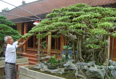 Cây sanh 'Phố cổ Hà Nội': Kiệt tác tiền tỷ độc nhất Hà thành