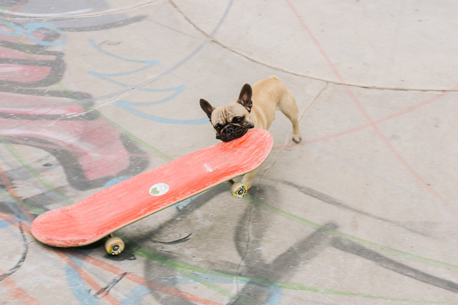 Chú chó 'gây bão' mạng với tài trượt ván đáng kinh ngạc