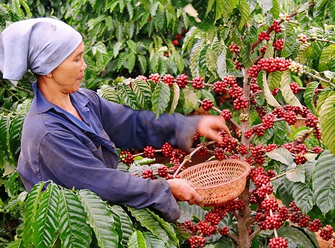 Xuất khẩu hàng đầu thế giới, lo xây dựng cà phê Việt chất lượng cao