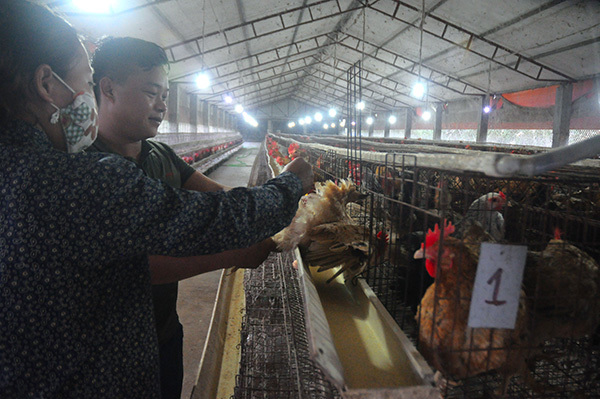 6 năm trời du học rồi về quê... nuôi gà