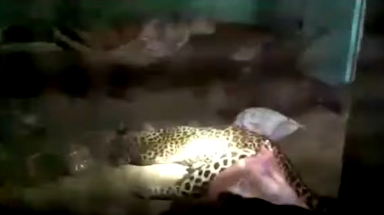 Bé 3 tuổi thoát nanh vuốt báo hoang trong gang tấc