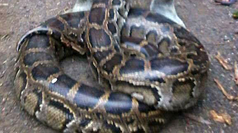 Vây bắt 2 con trăn gấm hàng chục cân giữa ruộng mía