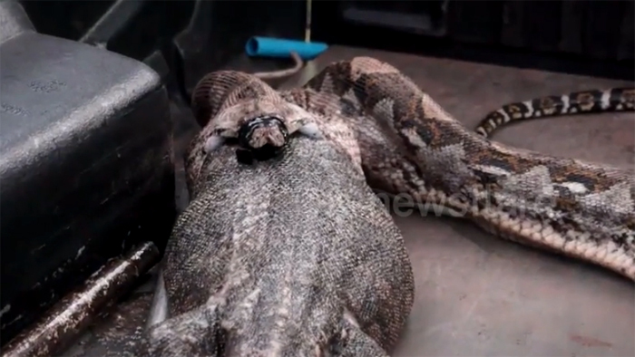 Bị bắt sống, trăn khổng lồ nôn ra con mồi 'khủng'