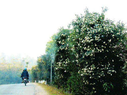 Tháng 12, Quảng Ninh trắng trời hoa Sở