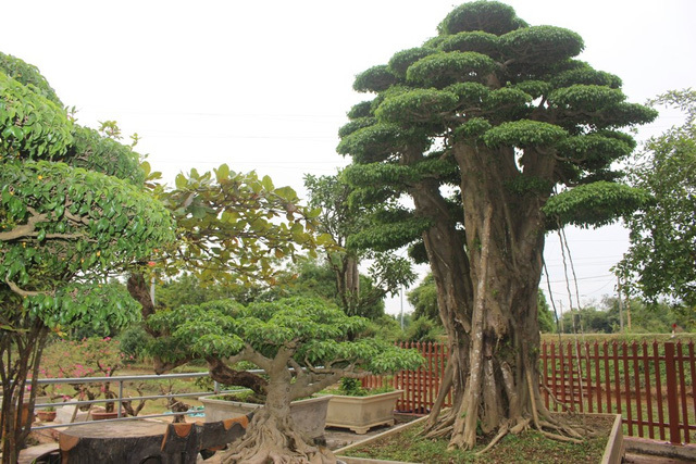 Mục sở thị những 'siêu cây' của lão nông tỷ phú Hà thành